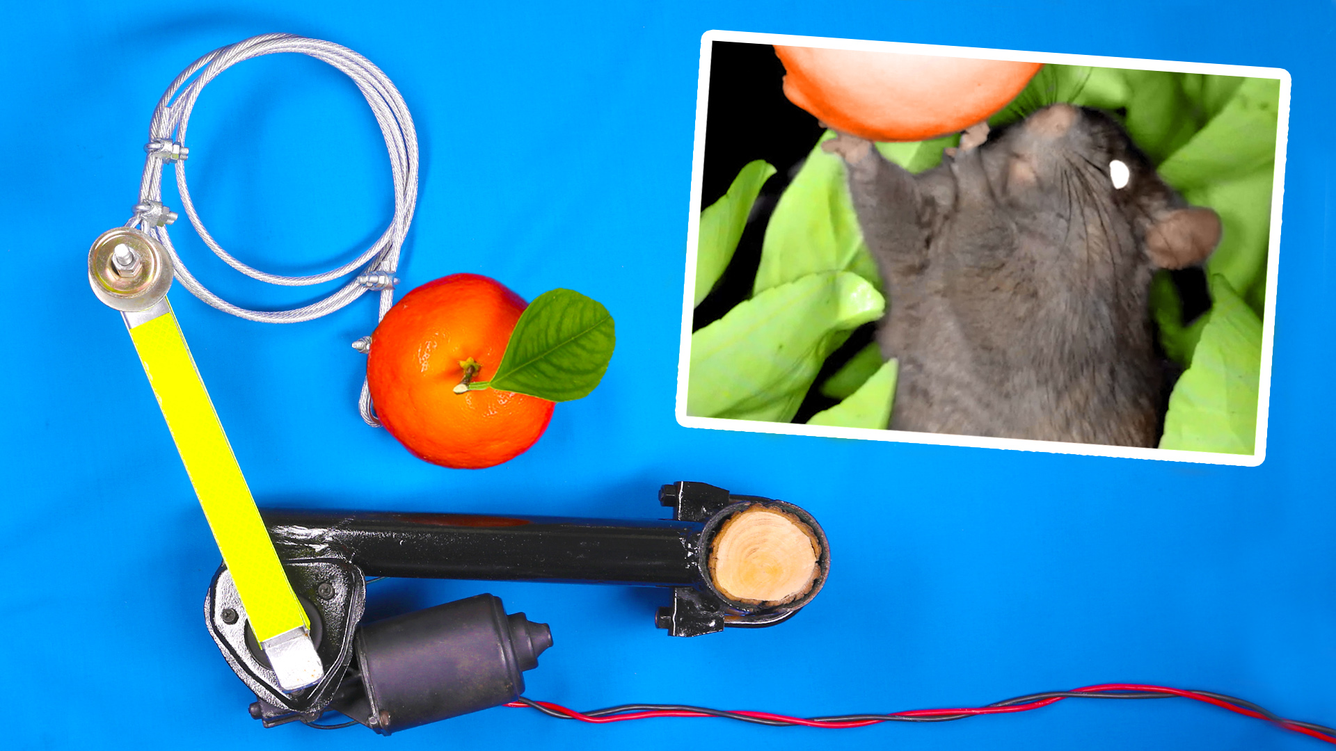 A Challenge for Rats Stealing Fruit from our Tangerine Tree Craig Turner